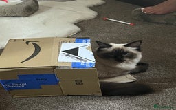 Ragdoll cats for sale: Gorgeous SealPoint Ragdoll Looking for Loving Home - Image 5