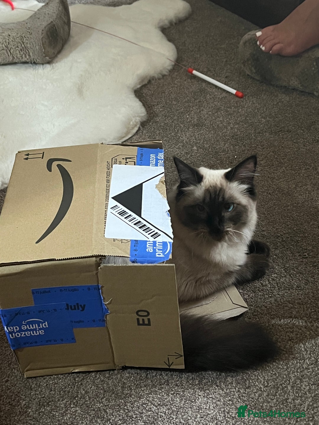 Ragdoll cats for sale: Gorgeous SealPoint Ragdoll Looking for Loving Home - Image 5