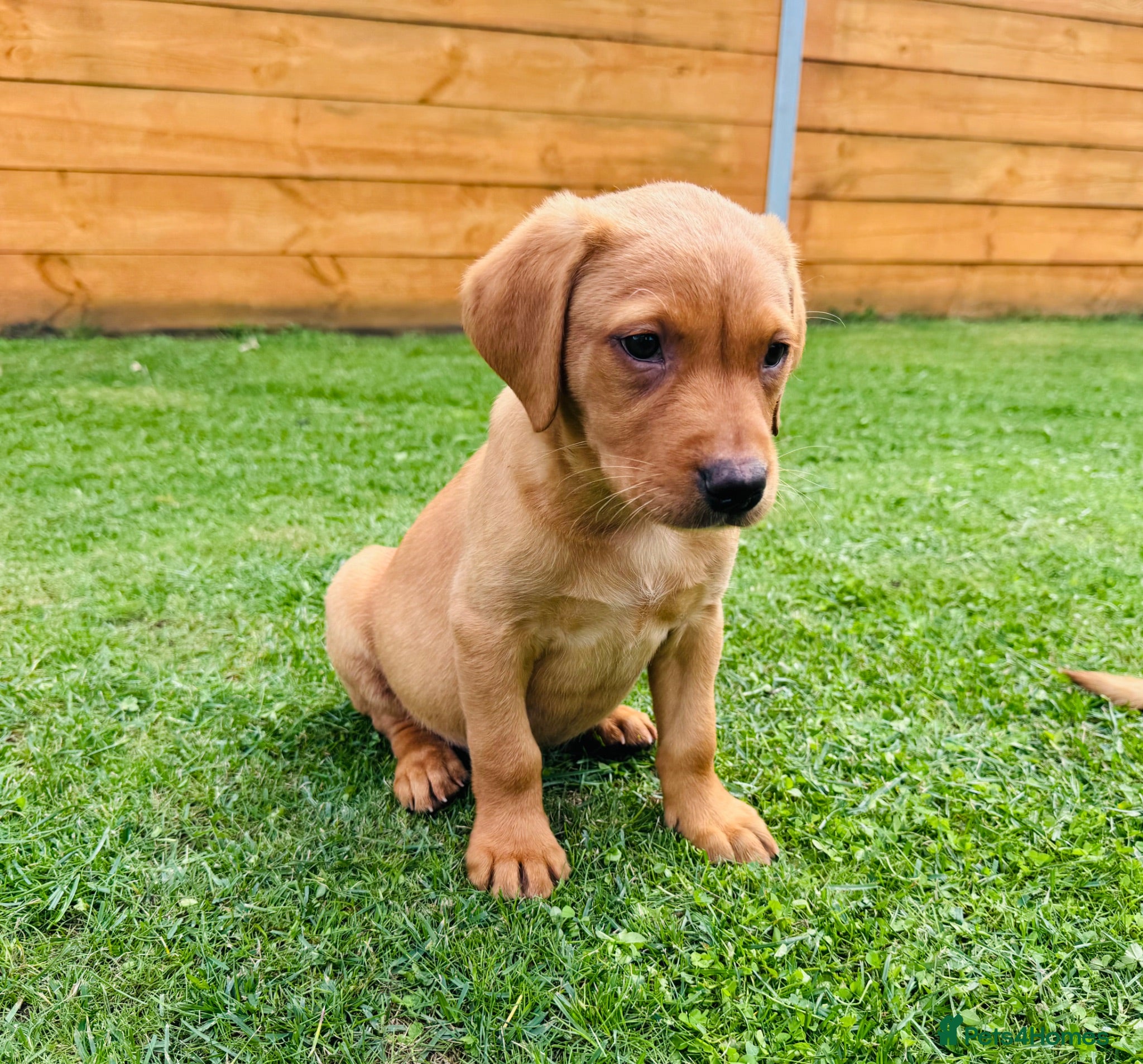Labrador Retriever dogs Fox Red KC Registered Labradors 🐾🐾🐾 - Advert 2