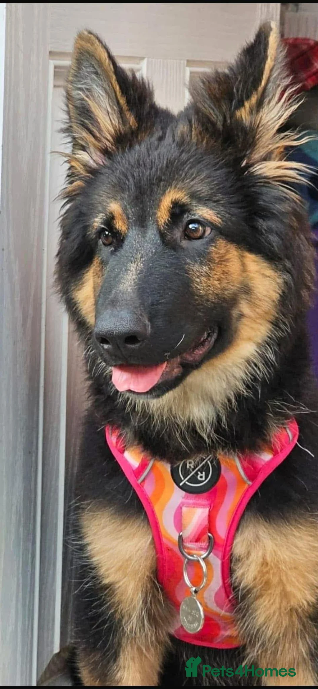 German Shepherd dogs for sale: German shepherd pups in Hyde - Advert 3