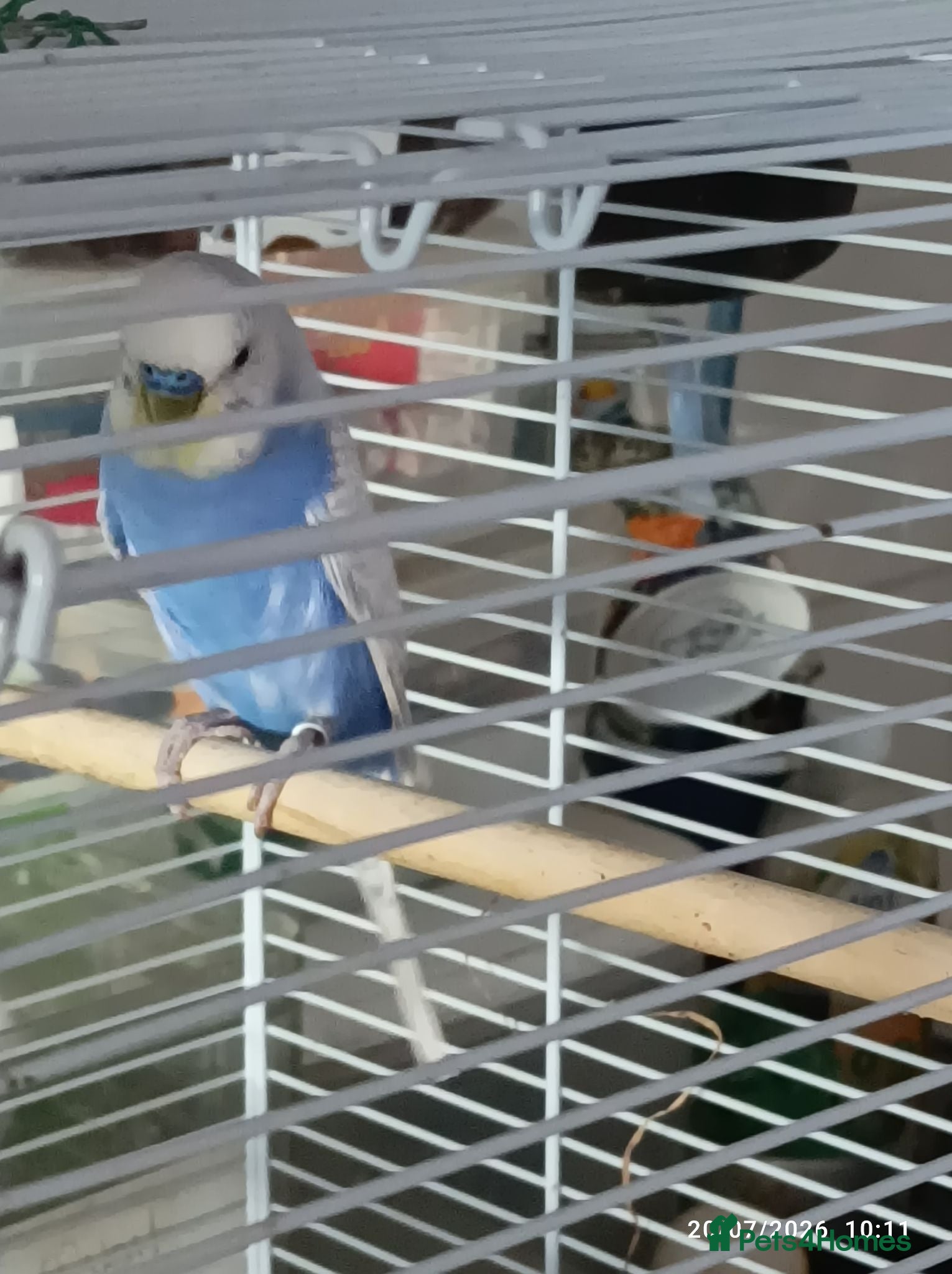 Budgerigars birds Budgies 1 x male and 2 x babies  - Advert 3
