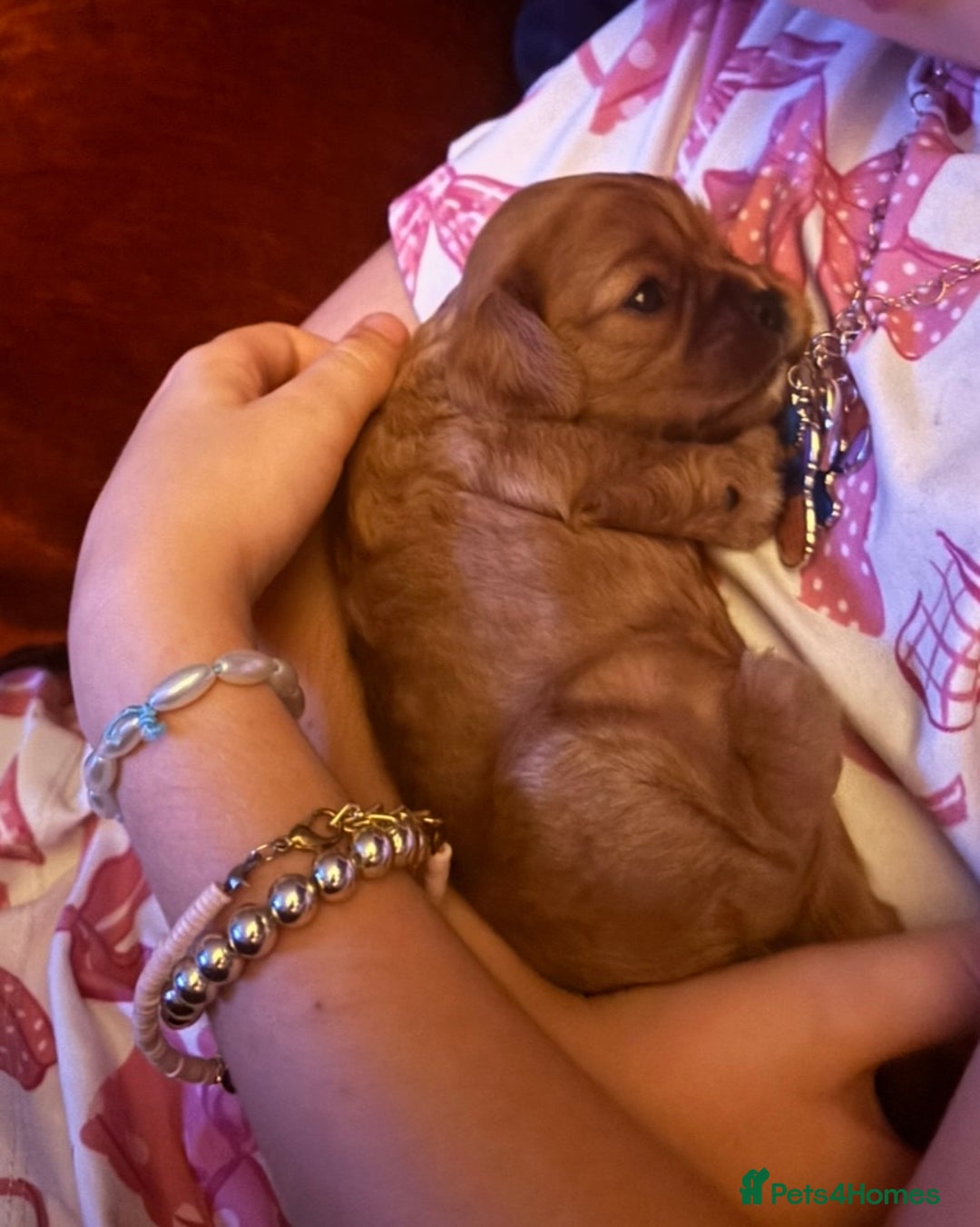 Cavalier King Charles Spaniel dogs for sale: KC REG Trio- Cavalier King Charles  - Image 7