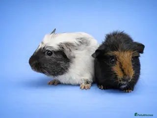 Guinea Pig rodents Dalmatian Cross Merino Boar Brothers - Advert 1