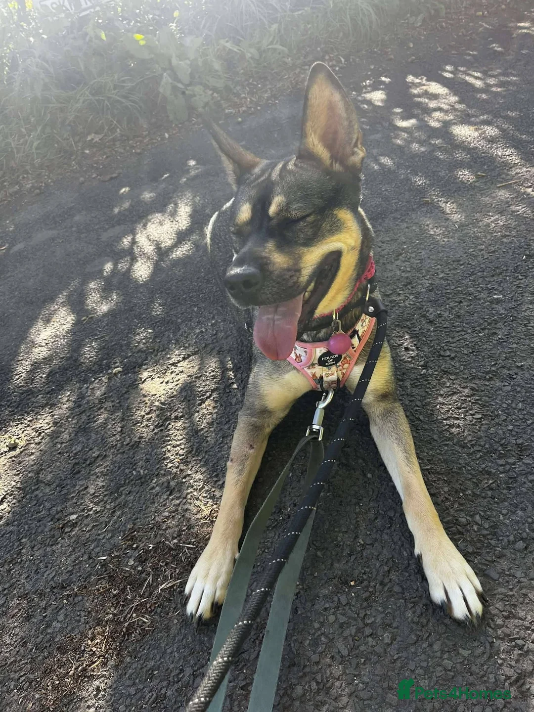 Mixed Breed dogs for adoption: Meet Kimmy, currently residing in Cheshire  - Advert 7