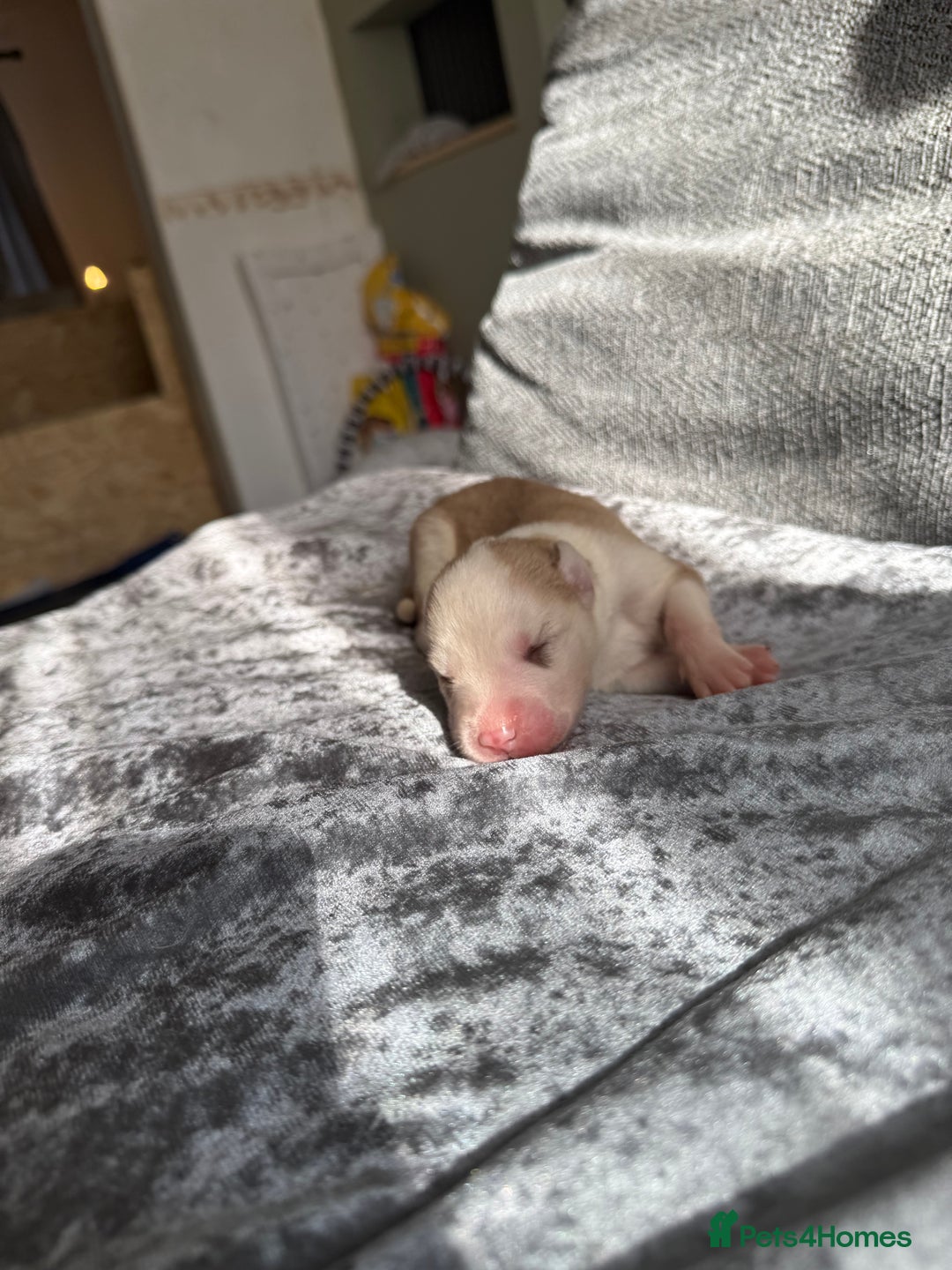 Siberian Husky dogs for sale: 2 stunning Siberian husky puppies for sale - Image 14