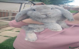 French Lop rabbits for sale: Beautiful french lop boy - Image 2