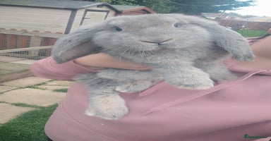 French Lop rabbits - Advert 12