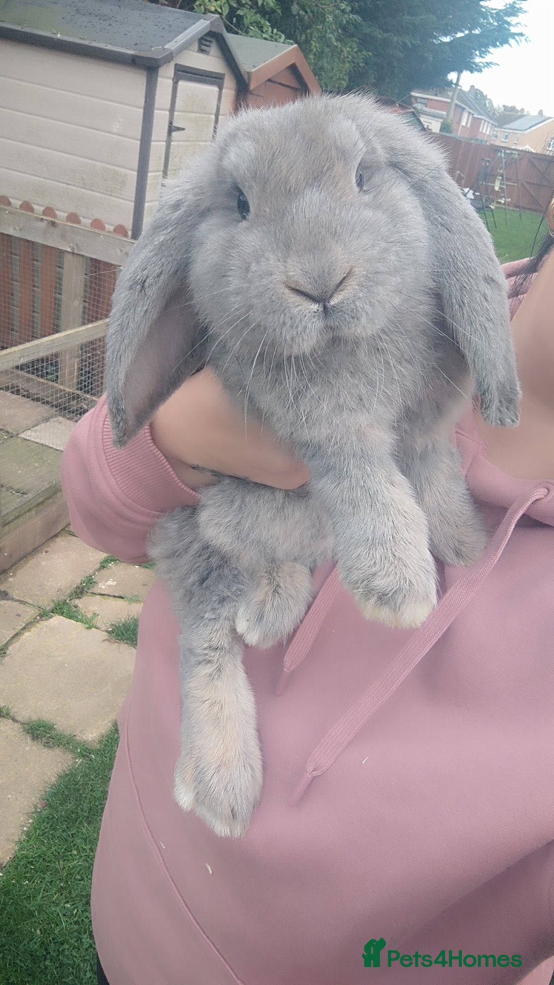 French Lop rabbits for sale: Beautiful french lop boy - Image 2