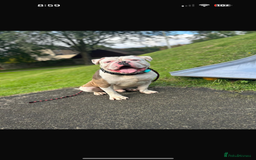 Olde English Bulldogge dogs for sale: Olde English bulldogs - Image 13