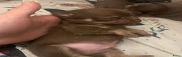 Chihuahua dogs for sale: 4 stunning chihuahua puppies  - Advert 29