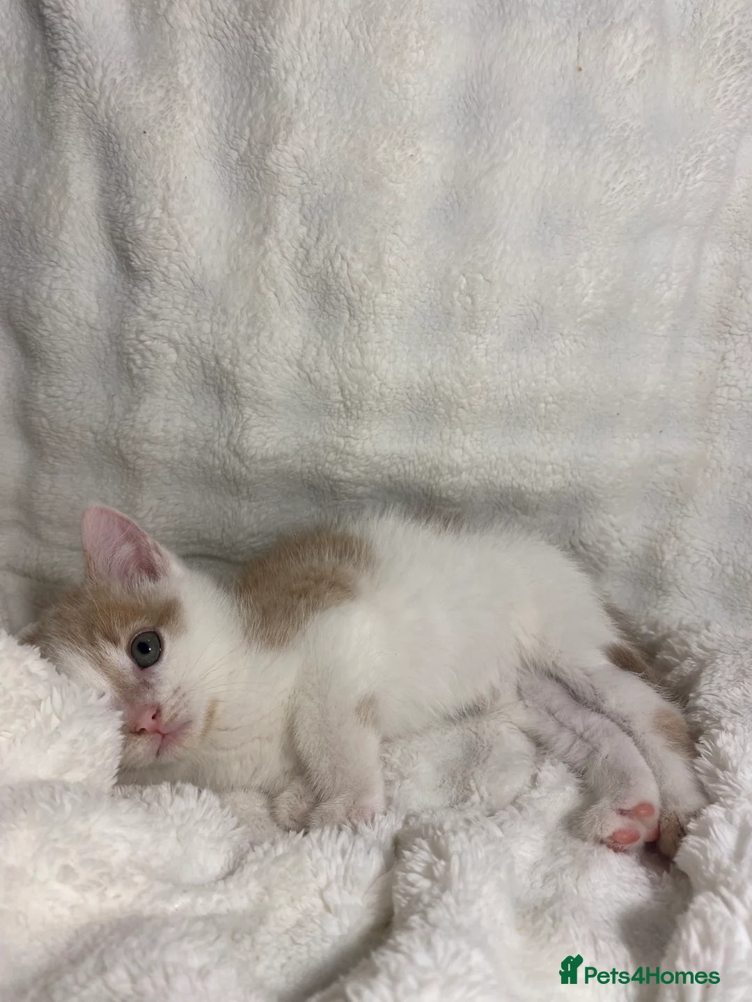 Mixed Breed cats for sale: 3 adorable kittens awaiting for their new homes - Advert 5