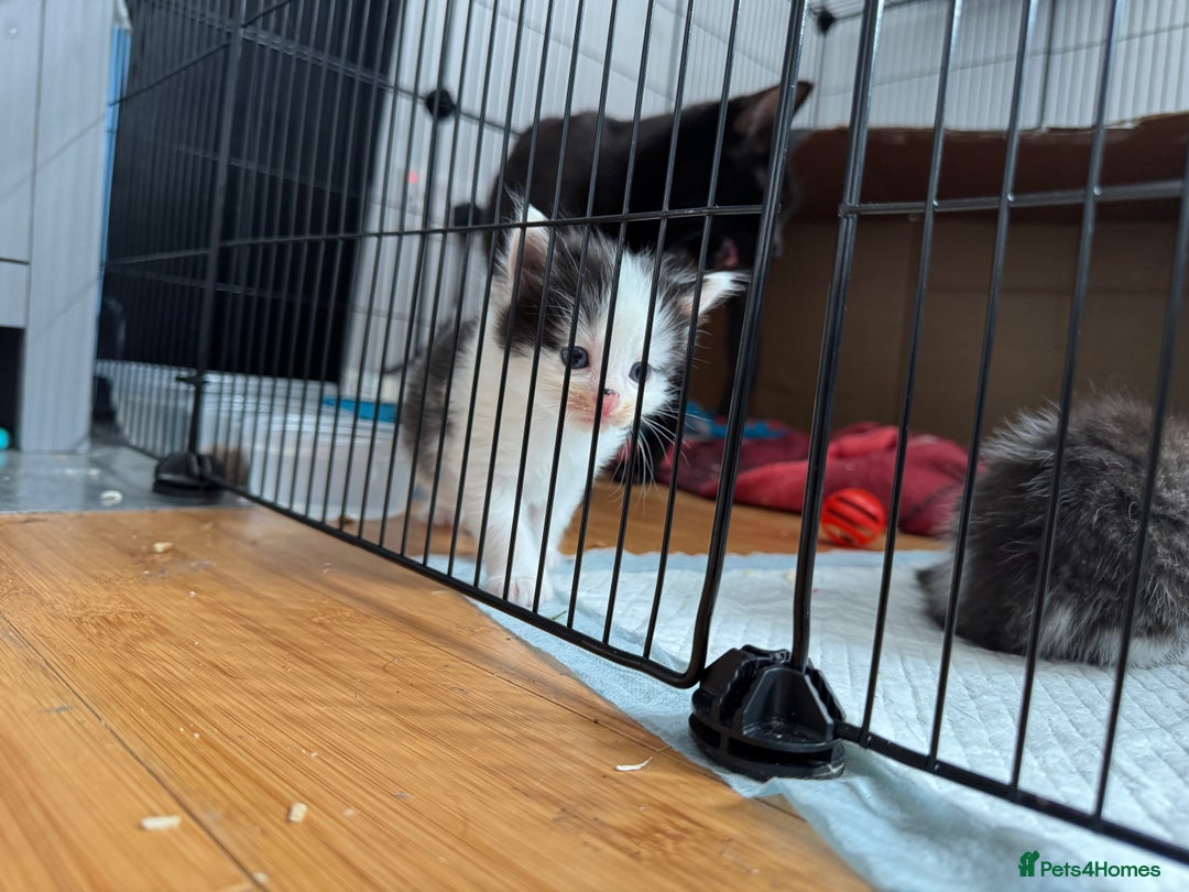 Domestic Shorthair cats for sale: 5 short/fluffy domestic kittens  - Image 3