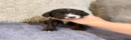 Cocker Spaniel dogs for sale: 🤍 Cocker spaniel puppies 🤍 - Advert 23