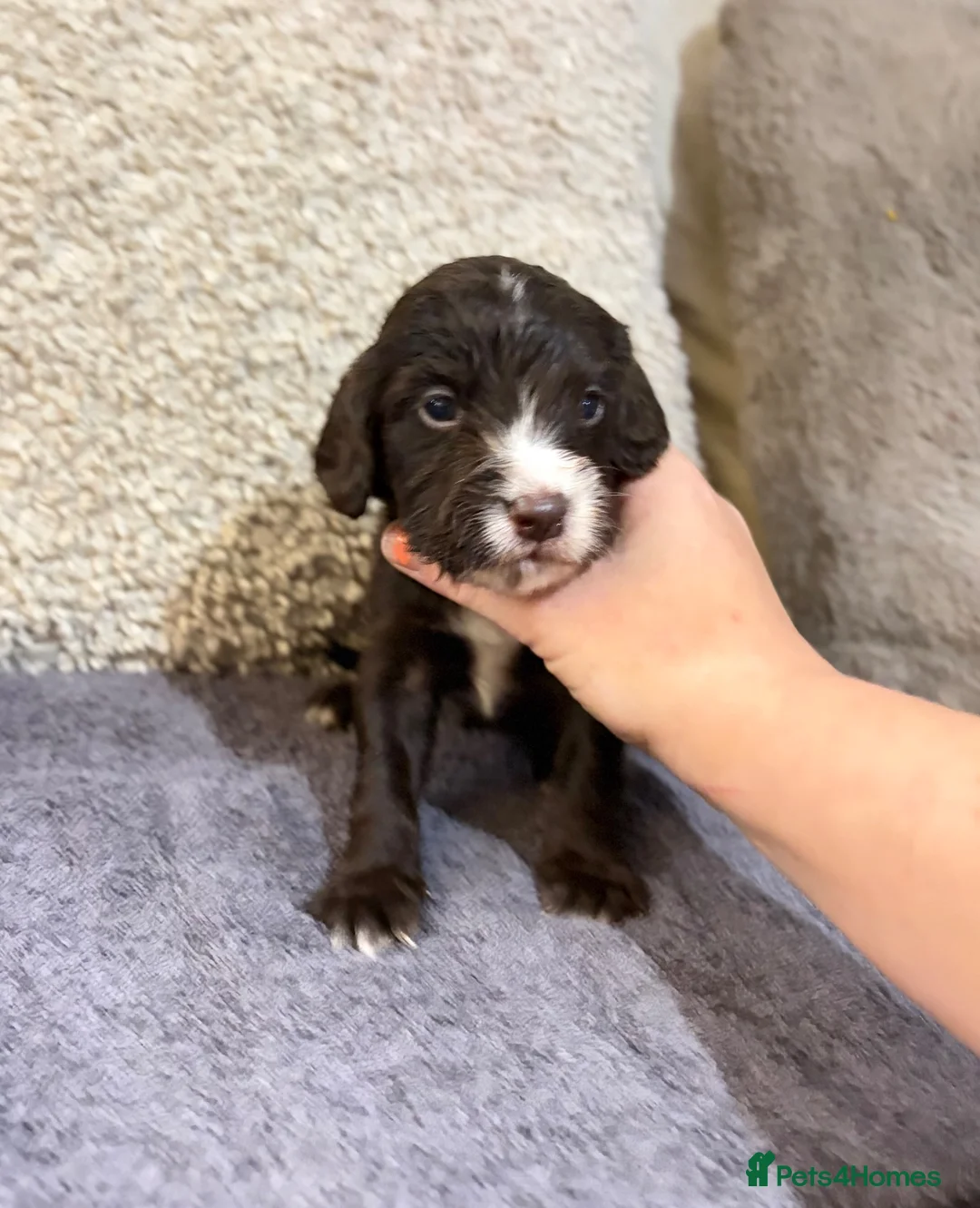 Cocker Spaniel dogs for sale: 🤍 Cocker spaniel puppies 🤍 - Advert 23