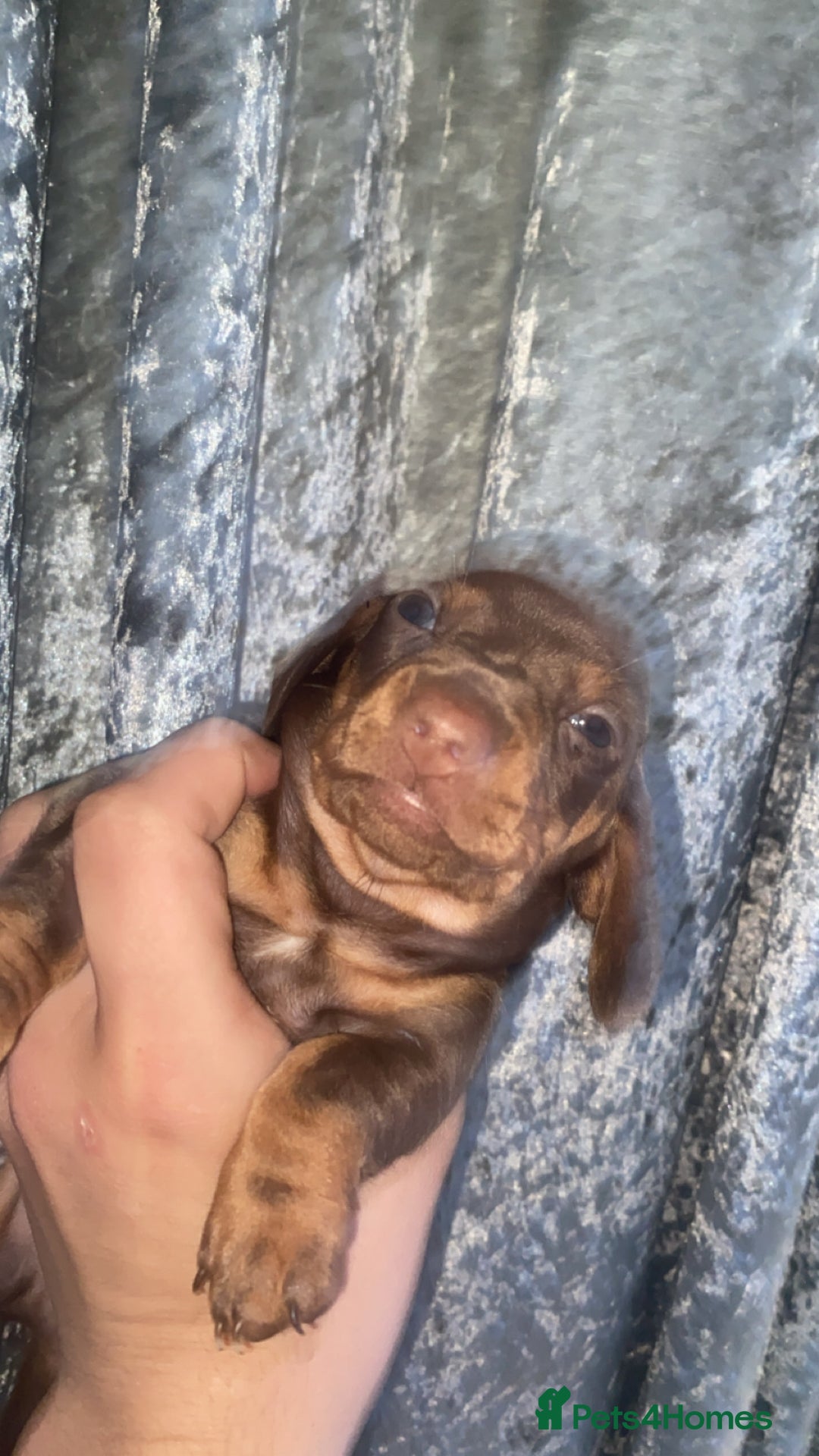 Miniature Dachshund dogs for sale: 2 miniature dachound for sale white/brown  - Image 6
