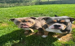 Bull Terrier dogs for adoption: Meet Merry & Pippin – A Bonded Pair  - Image 1