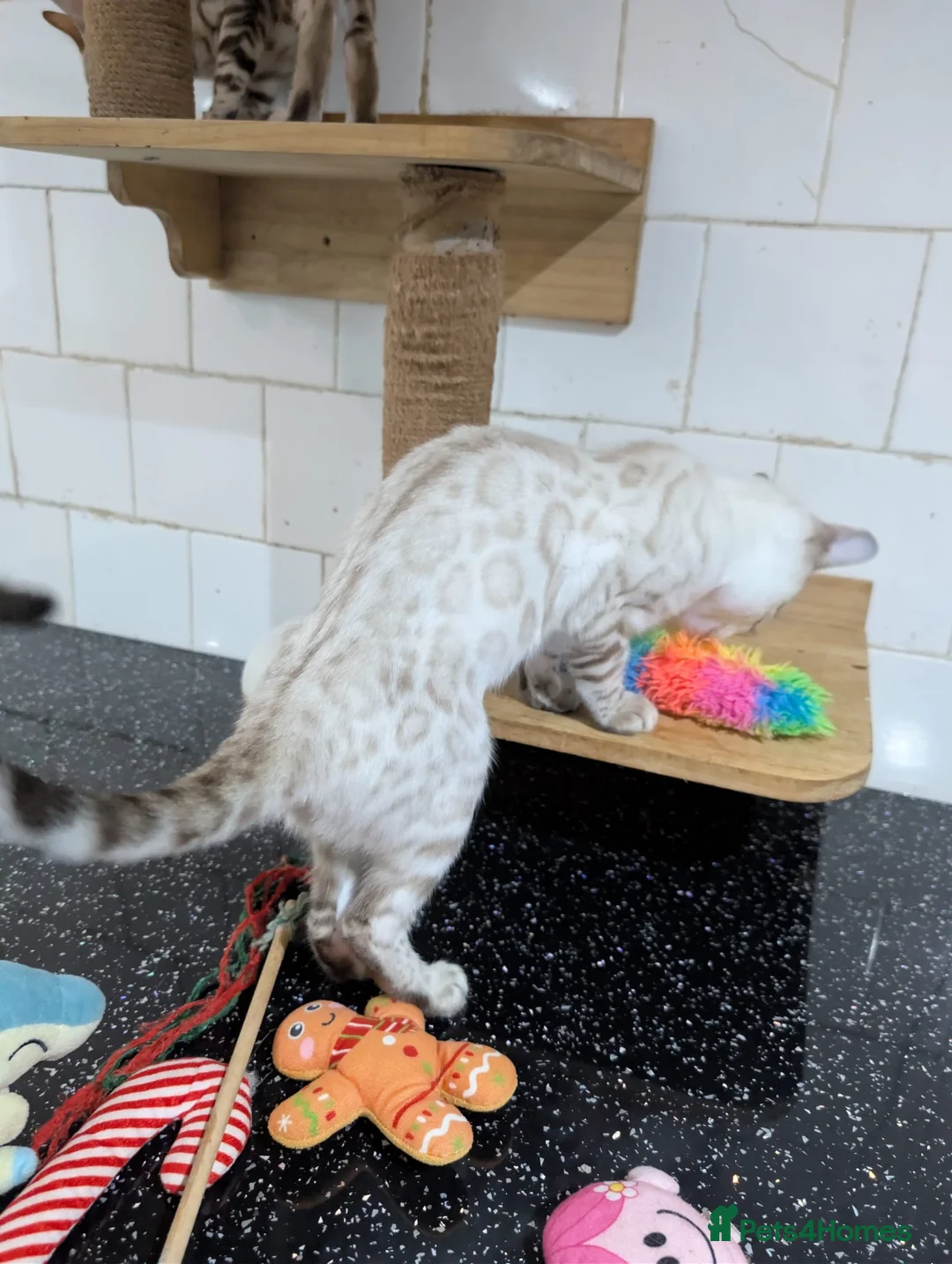 Bengal cats for sale: 🔥✨Pedigree TICA-Registered Bengals - Advert 3