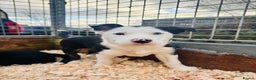 Border Collie dogs for sale: READY NOW border collie puppies one girl two boys  - Advert 8