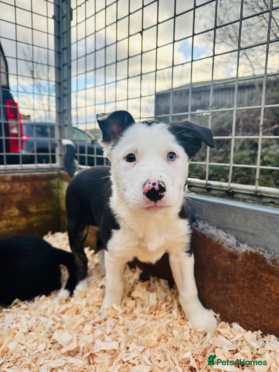 Border Collie dogs for sale: READY NOW border collie puppies one girl two boys  - Advert 8