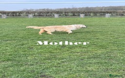Goldendoodle dogs for sale: F1 Goldendoodle Puppies Expected – Early November - Image 4