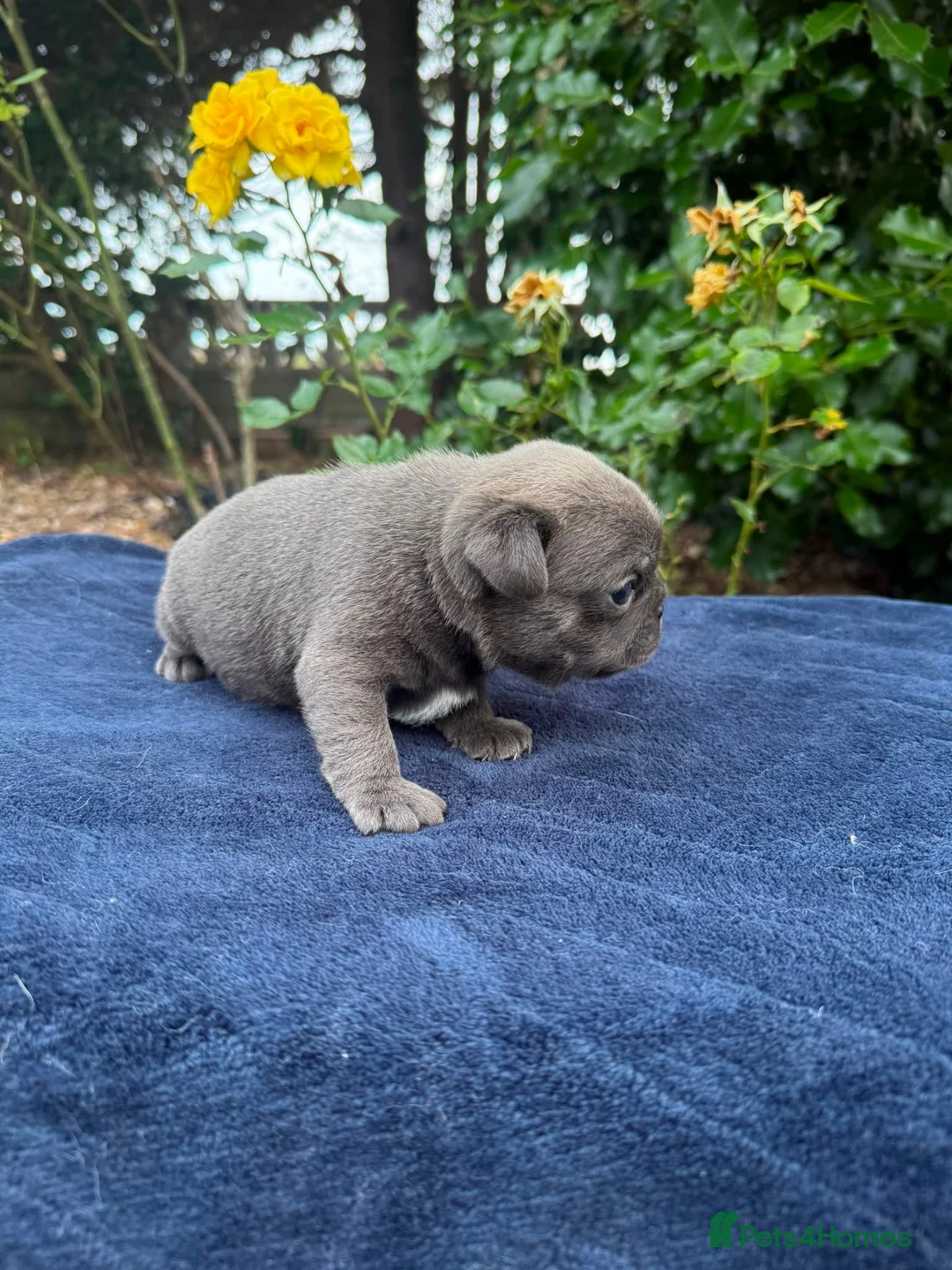 Pug dogs for sale: Pup Puppies - Advert 21