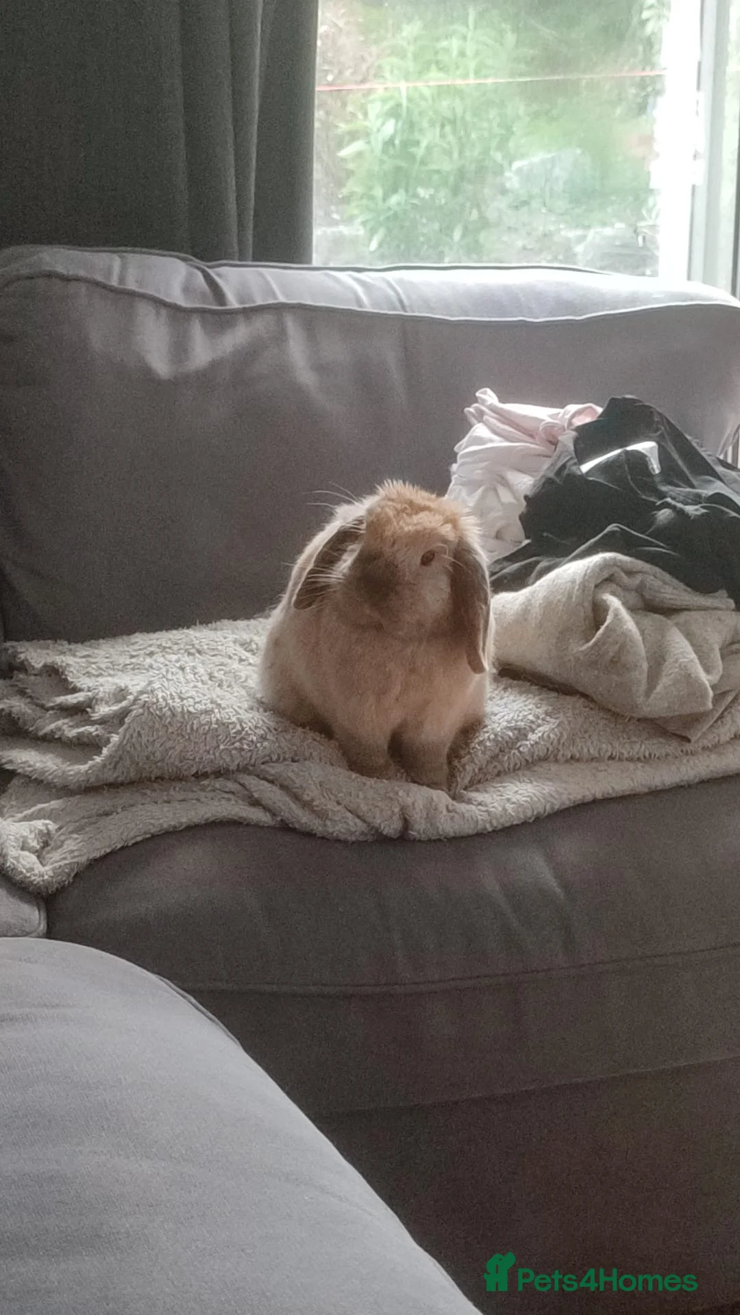 Mini Lop rabbits for sale: Neutered 4yo mini lop with toys and cage  - Advert 1