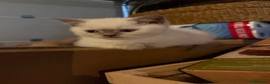 British Shorthair 1