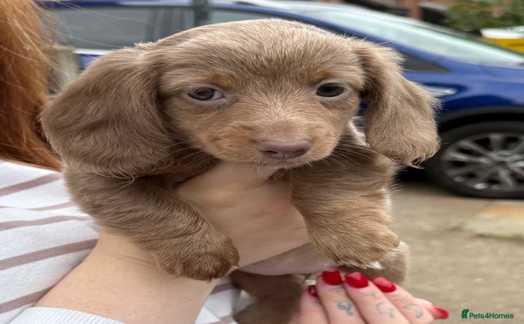 Miniature Dachshund dogs - Advert 9