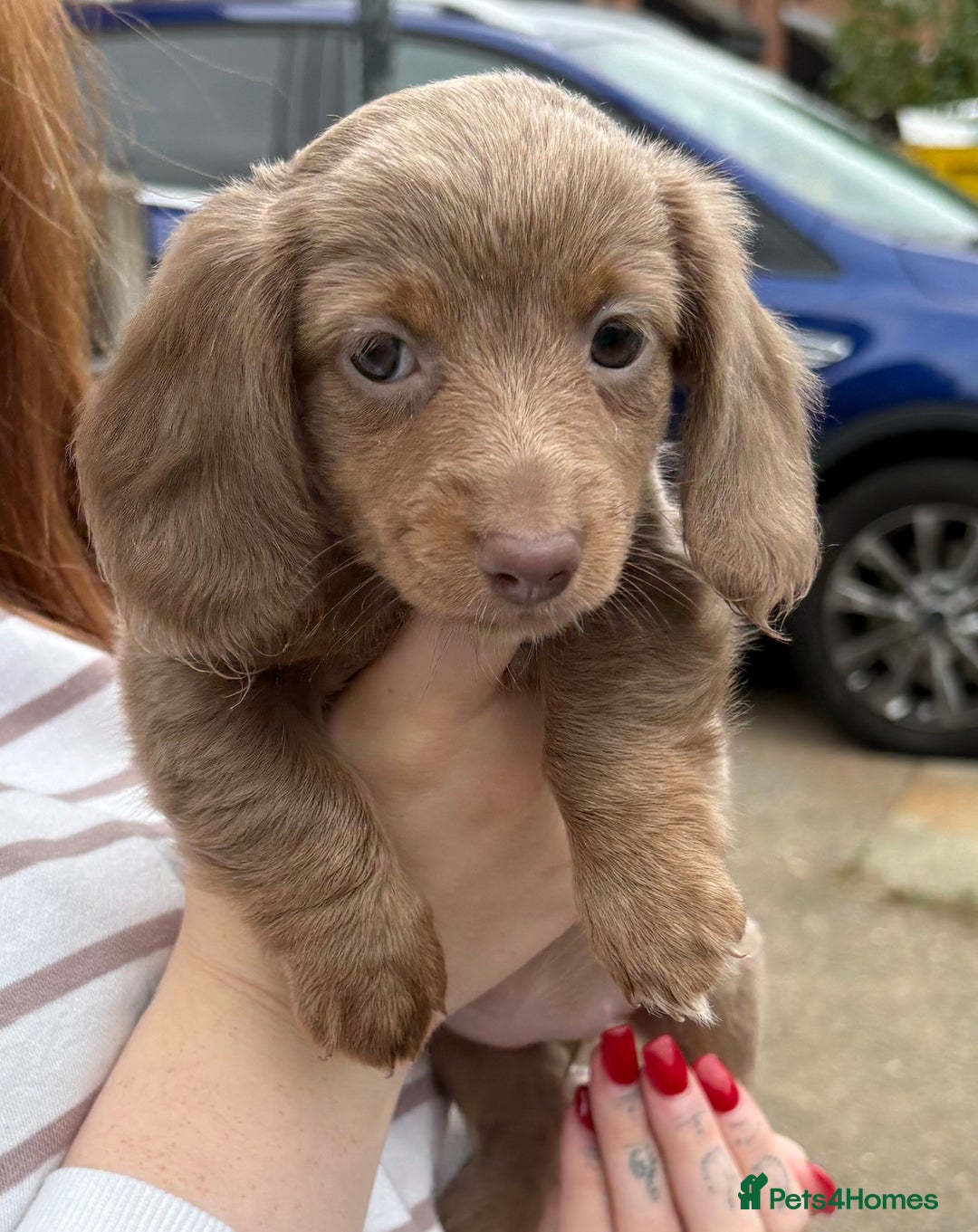 Miniature Dachshund dogs for sale: 1 long hair female miniature dachshund left  - Image 1