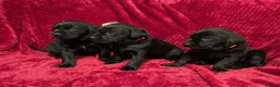 Labrador Retriever dogs for sale: Black Labrador Puppies  - Advert 10