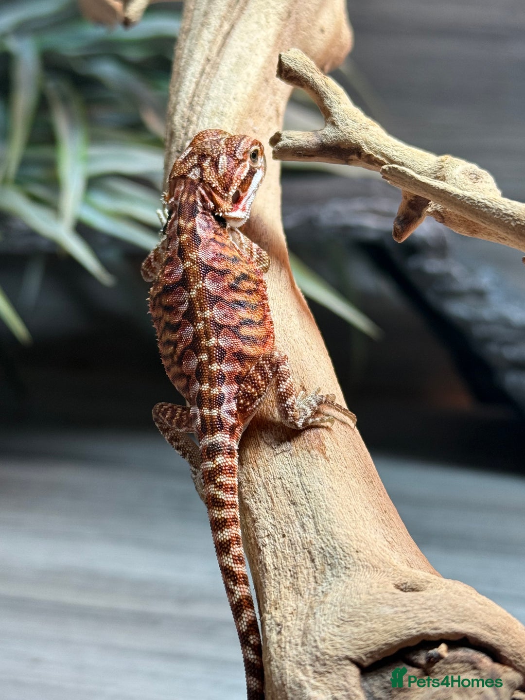 Bearded Dragon reptiles for sale: Insane Red Monster Bearded Dragon - Image 9