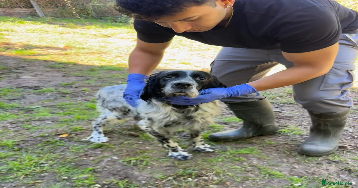 Dogs for adoption in Merseyside | Pets4Homes