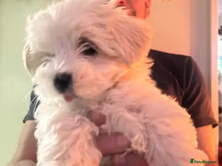 Maltese dogs Beautiful Maltese boy available for sale :) - Advert 17