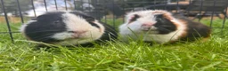 Guinea Pig rodents for sale: Hawk & Panda  - Advert 9