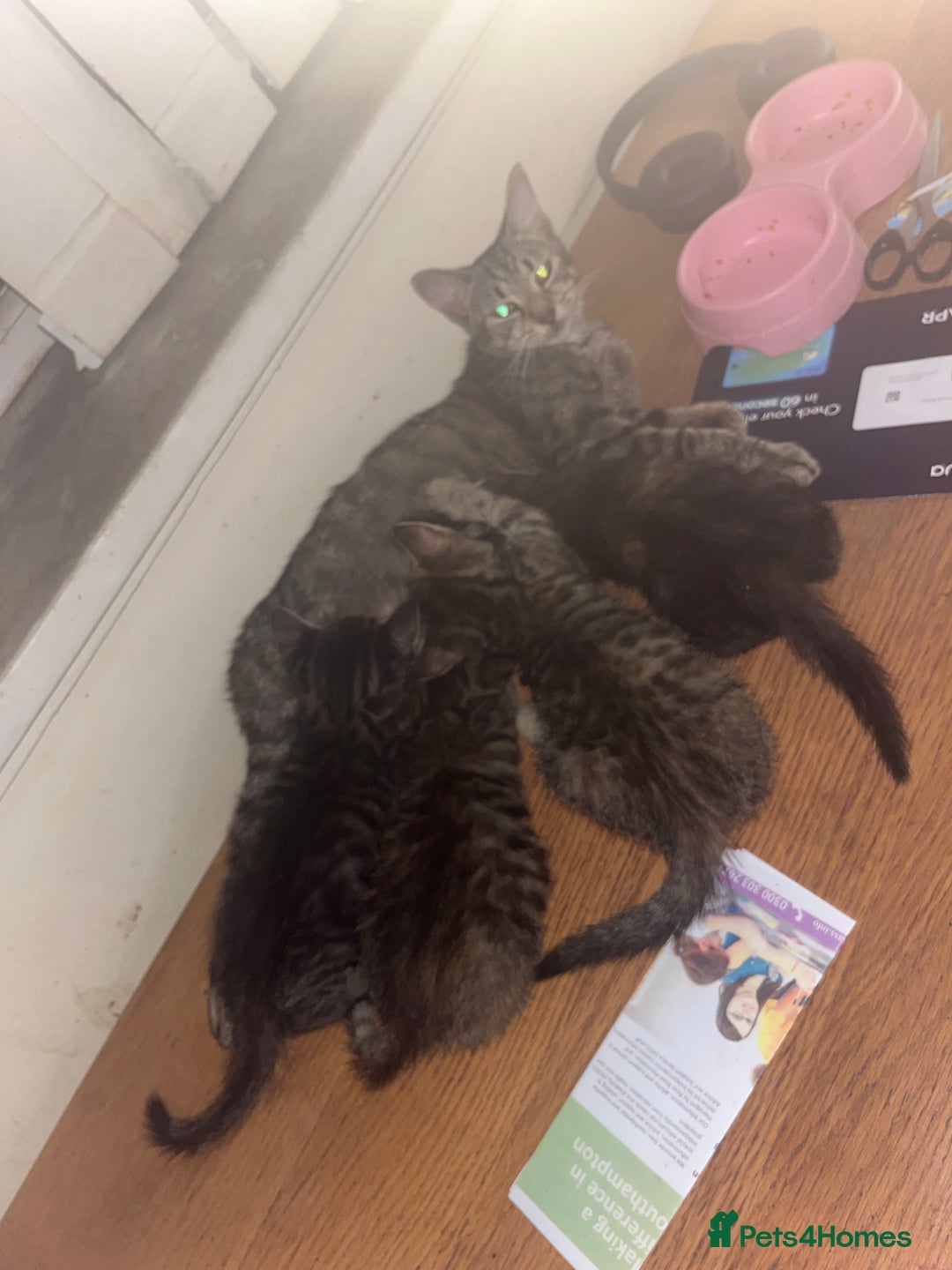 Domestic Shorthair cats for sale: Gorgeous litter of kittens  - Image 13