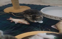 Munchkin cats for sale: Beautiful markings lush coat tabby tuxedo  - Image 37