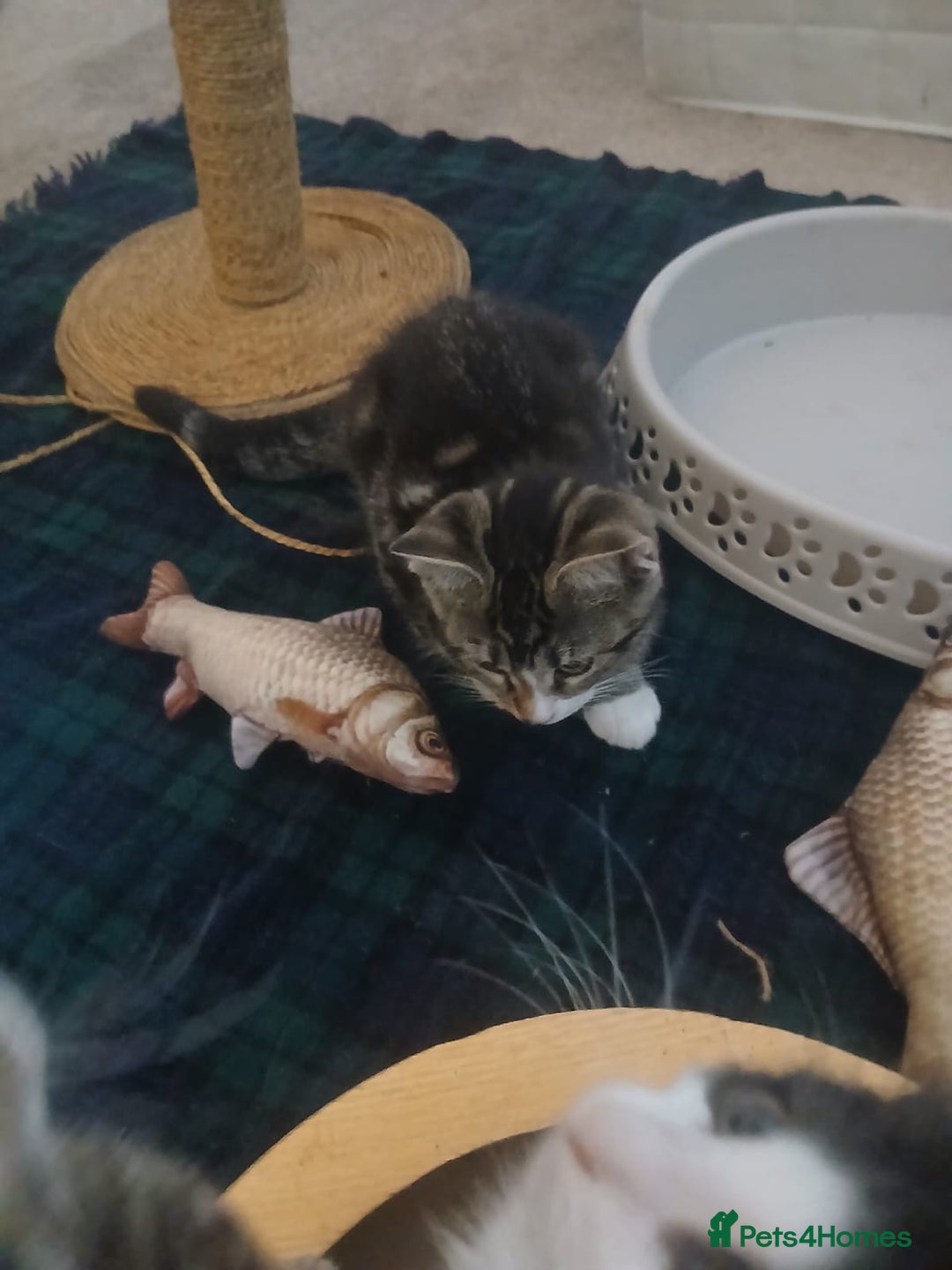 Munchkin cats for sale: Beautiful markings lush coat tabby tuxedo  - Image 37