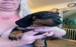 Dachshund dogs for sale: Beautiful dachshund puppies ready now - Image 17