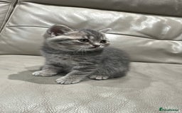 British Shorthair cats for sale: British Shorthair Kittens - Image 6