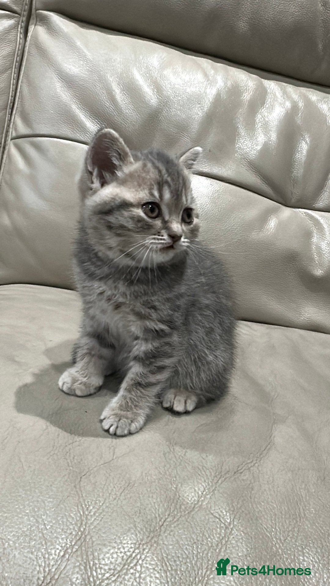 British Shorthair cats for sale: British Shorthair Kittens - Image 6