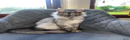 Maine Coon cats for sale: TICA REGISTERED Maine coon kitten ready now - Advert 3