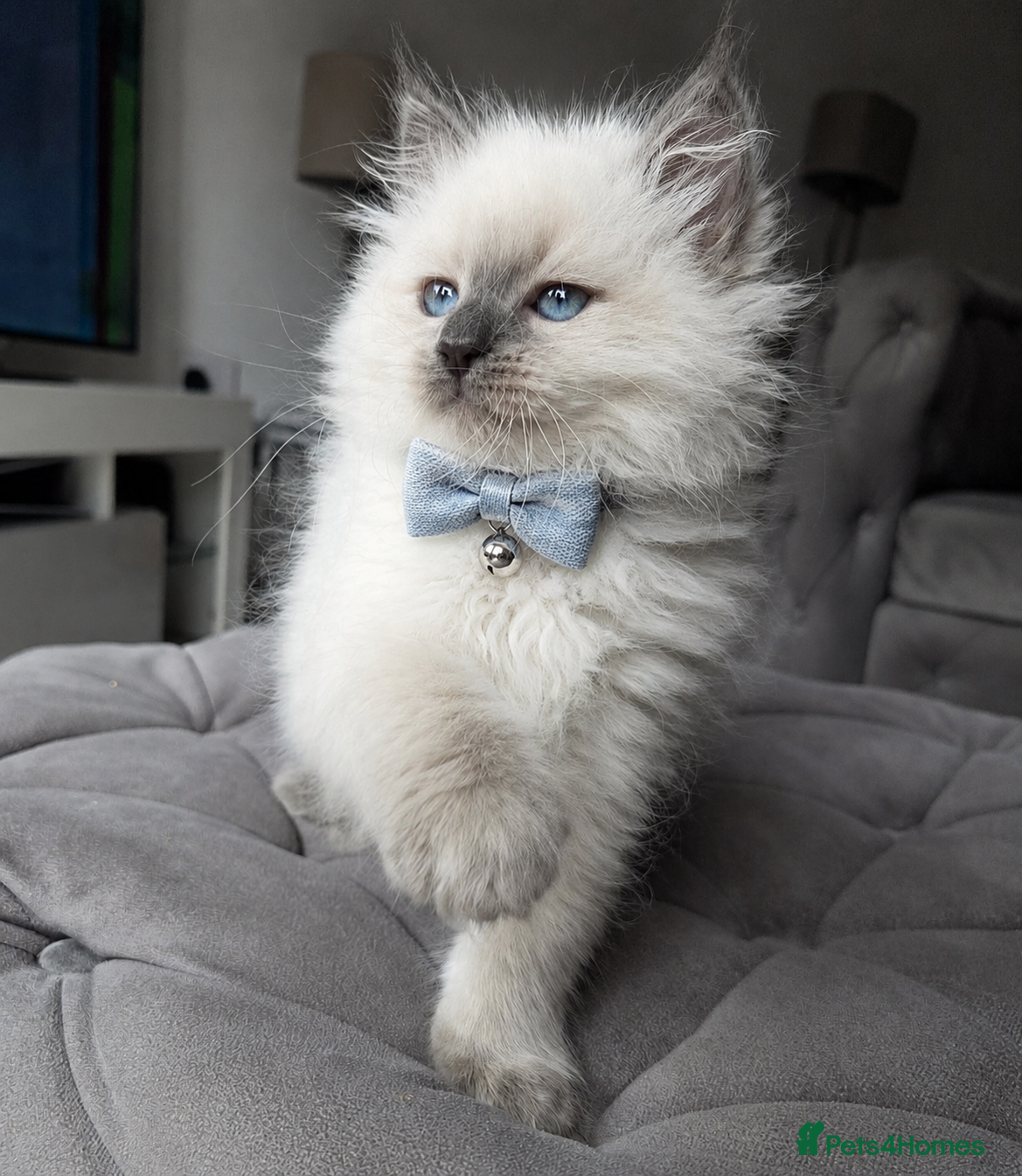 Siberian cats GCCF neva Champion bloodlines siberians - Advert 8