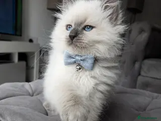 Siberian cats GCCF neva Champion bloodlines siberians - Advert 8