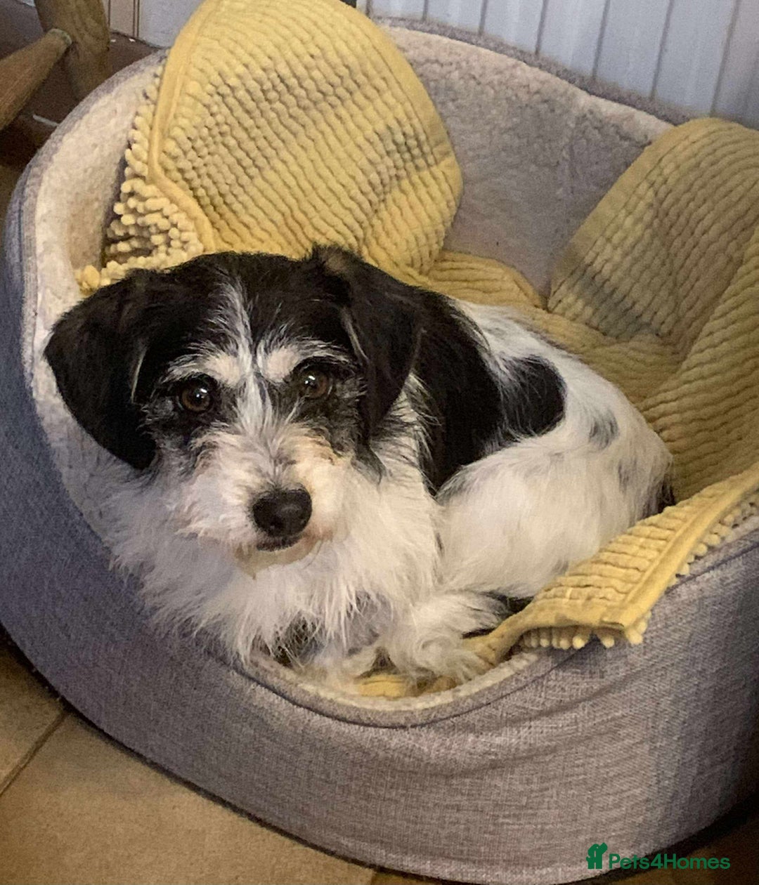 Mixed Breed dogs for adoption: ARIEL - FOR ADOPTION  - Advert 3