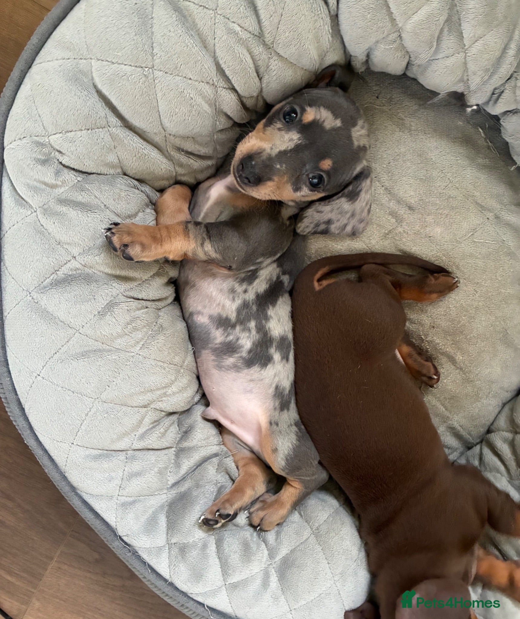Miniature Dachshund dogs Beautiful miniature dachshund puppies  - Advert 1