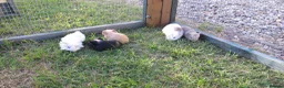 Guinea Pig rodents for sale: Male & Female guinea pigs various types & colours  - Advert 4