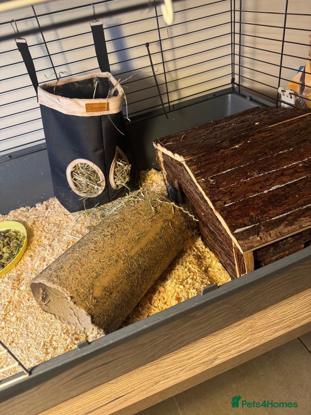 Guinea Pig rodents for sale: 2female guinea pigs with indoor hutch - Advert 5