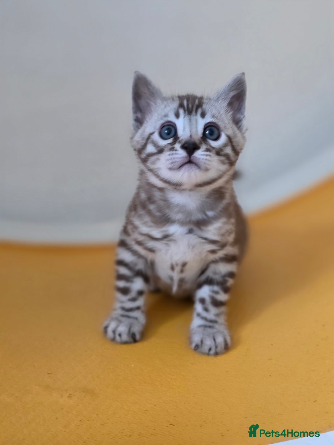 Bengal cats for sale: ❄️ Gorgeous Snow and Charcoal Bengals ❄️  - Advert 22