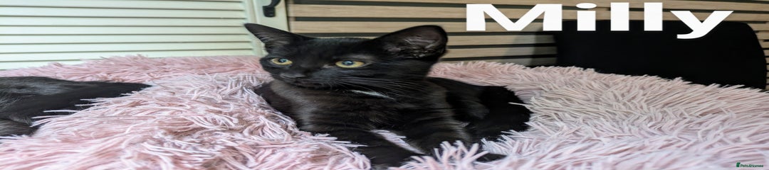 Milly