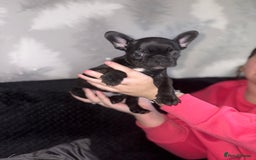 French Bulldog dogs for sale: 5 beautiful French bulldog puppy’s💕💕💙💙💙 - Image 9
